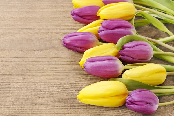 Gelbe und violette Tulpen — Stockfoto