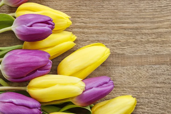 Gelbe und violette Tulpen — Stockfoto