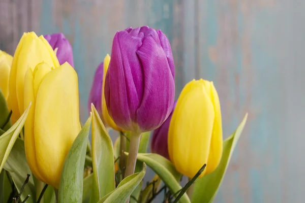 Gele en violette tulpen — Stockfoto