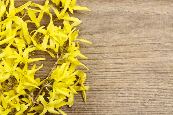 Forsythia op houten achtergrond. — Stockfoto