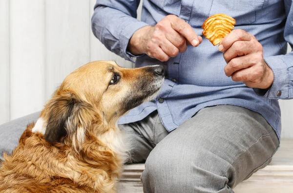 Amis pour toujours : l'homme nourrit son beau chien — Photo