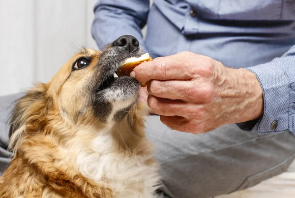 Amigos para siempre: hombre alimentando a su adorable perro — Foto de Stock