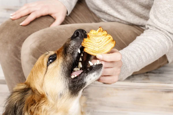 Amigos para siempre: mujer alimentando a su adorable perro — Foto de Stock