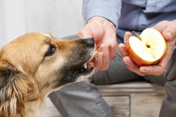Friends forever: man feeding his lovely dog Royalty Free Stock Images