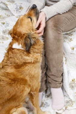 oynarken sevimli köpek ile kadın