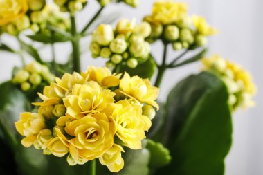 Kalanşoy blossfeldiana, yaygın olarak ekili ev bitkisi