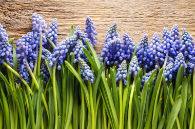 Ahşap üzerine mavi muscari çiçekler (üzüm sümbül)
