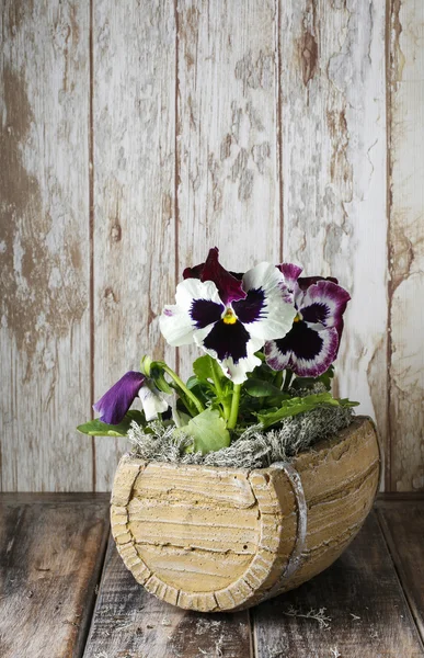 Πανσές λουλούδια σε ξύλινο κουτί — Φωτογραφία Αρχείου