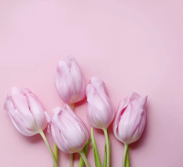 Tulipanes rosados sobre fondo rosado — Foto de Stock