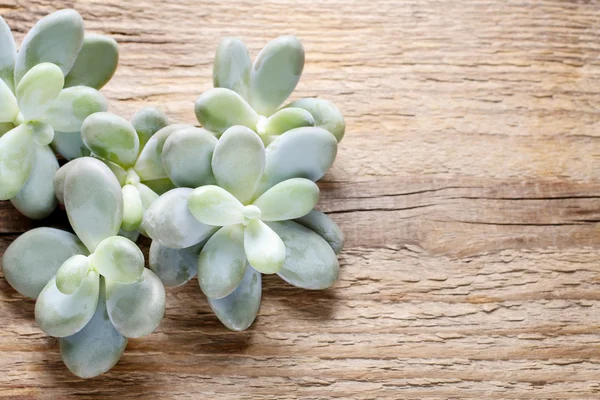 Piante succulente su fondo di legno — Foto Stock