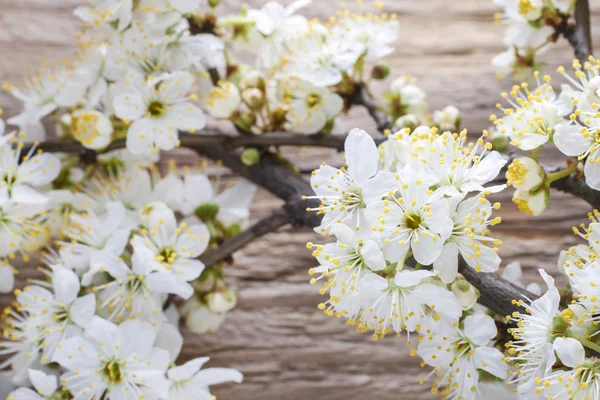 Flor de cerezo sobre madera — Foto de Stock