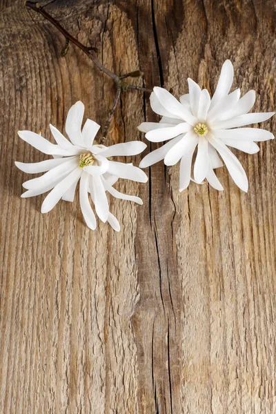 Magnolia flower on wood — Stock Photo, Image