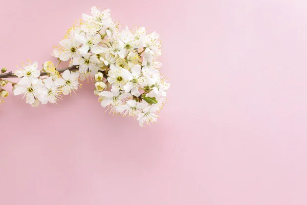 Flor de cerezo sobre fondo rosa —  Fotos de Stock