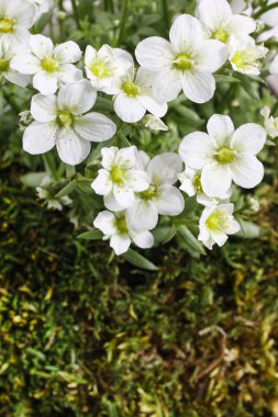 Saxifraga arendsii (Schneeteppich), beyaz yosun çiçek