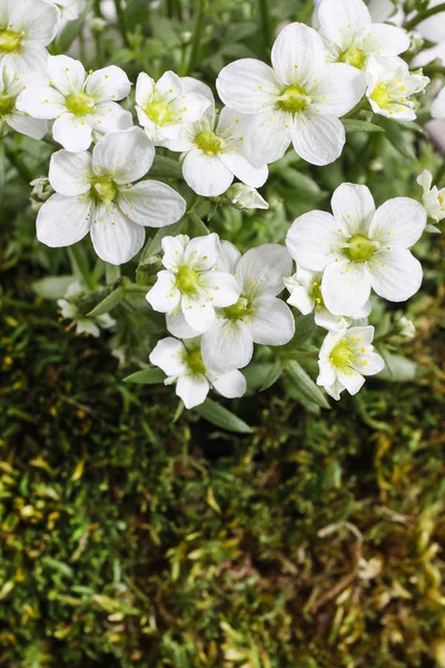 Saxifraga arendsii (Schneeteppich), beyaz yosun çiçek — Stok fotoğraf