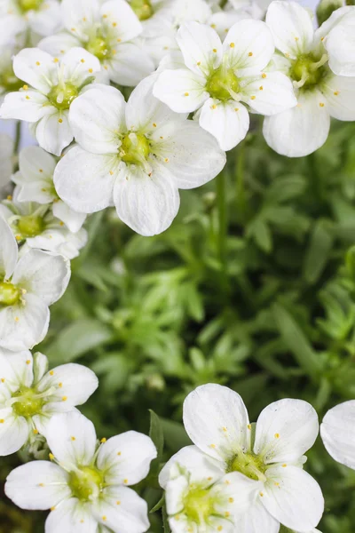 Saxifraga arendsii (Schneeteppich), white moss flowers — Stock Photo, Image