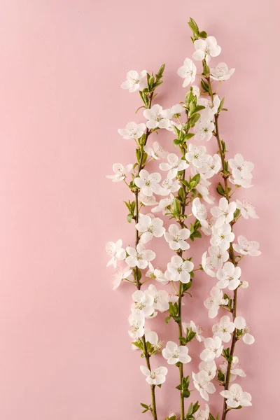 Kersenbloesem op roze achtergrond — Stockfoto