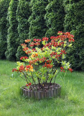 Kırmızı ormangülü (Azalea) çiçeği