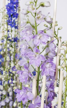 Delphinium çiçekler