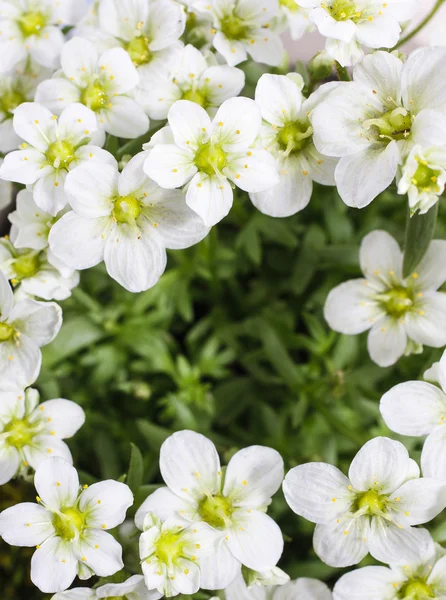 Saxifraga arendsii (Schneeteppich), bílý mech květiny — Stock fotografie