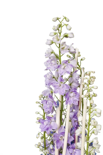 Delphinium fiore isolato su sfondo bianco — Foto Stock