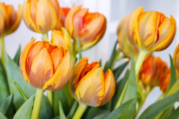 Orangene Tulpen — Stockfoto