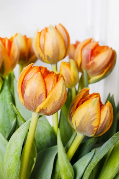 Narancssárga tulipán — Stock Fotó