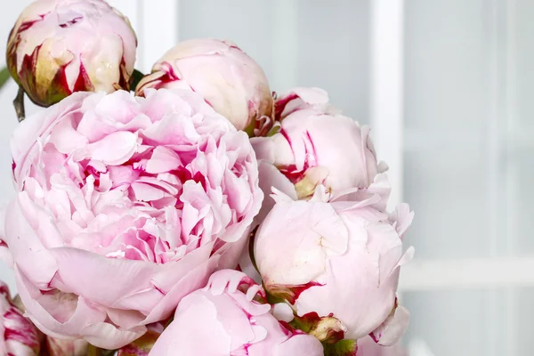 Pink peonies — Stock Photo, Image