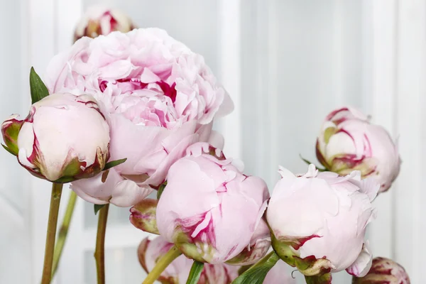 Peonías rosadas — Foto de Stock