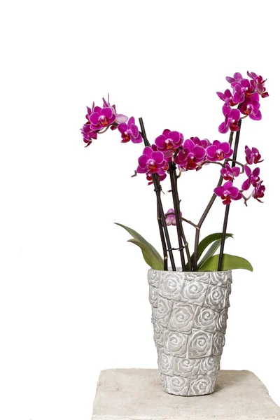 Bellissimi fiori di orchidea rosa in vaso di ceramica . — Foto Stock