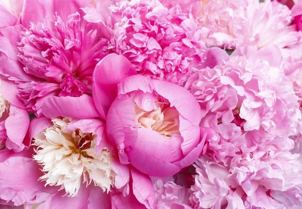 Roze pioenrozen — Stockfoto