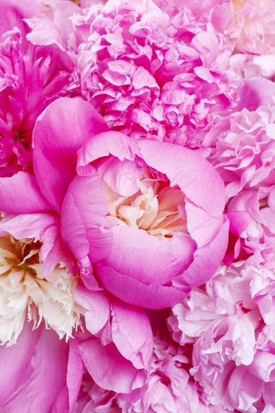 Peonie rosa — Foto Stock