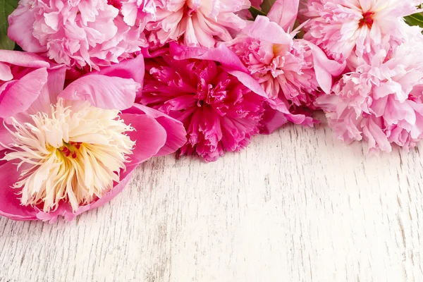 Pink peonies — Stock Photo, Image