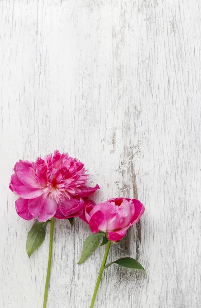 Stunning pink peonies on white rustic wooden background. — Stock Photo, Image
