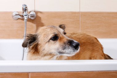 Köpek banyo yüzünden memnuniyetsizlik gösteriyor. Hayvan sevgisi