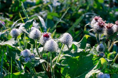 Devedikeni çiçekleri (carduus) kızılderili yazı ve çayırdaki çiğ taneleriyle kaplıdır. Bahçe hobisi