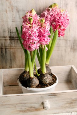 Ahşap kutuda pembe sümbül çiçekleri. Bahar çiçekleri