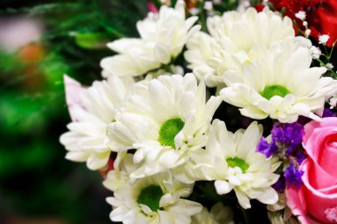 Romantik çiçek gülü ve gypila paniklemiş çiçekler. Grafiksel kaynaklar