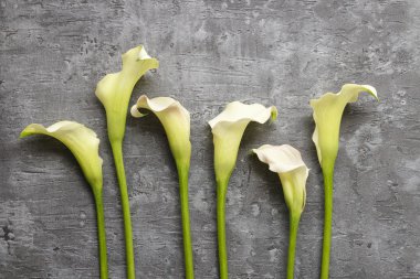 Gri arka plan üzerinde beyaz calla çiçekler (Zantedeschia),