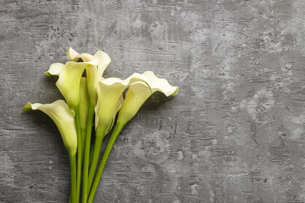 Weiße Calla-Blüten (zantedeschia) auf grauem Hintergrund, — Stockfoto