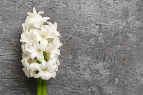 White hyacinth flower on grey stone background, — Stock Photo, Image