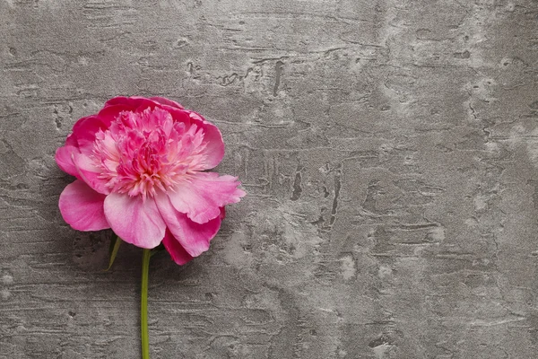 灰色的背景上孤立的粉色牡丹 — 图库照片