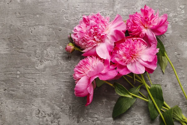 Rózsaszín pünkösdi rózsa, elszigetelt szürke háttér — Stock Fotó