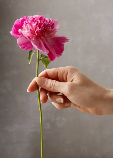 Kadın holding pembe Şakayık çiçeği — Stok fotoğraf