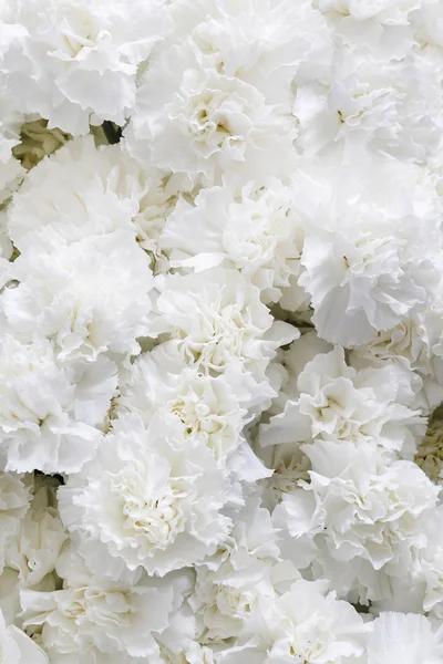 White carnations background — Stock Photo, Image