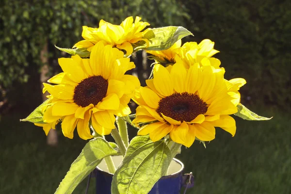 Bouquet di girasoli in giardino . — Foto Stock