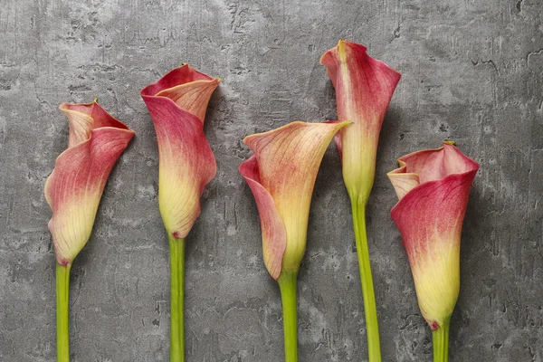 Gri arka plan üzerinde kırmızı calla çiçekler (Zantedeschia) — Stok fotoğraf