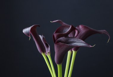Siyah calla çiçekler (Zantedeschia)