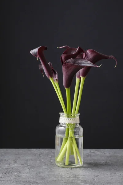 Μαύρο calla λουλούδια (Zantedeschia) — Φωτογραφία Αρχείου