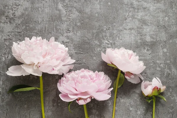 Розовые пионы, изолированные на сером фоне — стоковое фото
